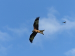 FZ023248 Red kites (Milvus milvus).jpg